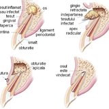 Phoenicia - clinica stomatologica