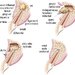 Phoenicia - clinica stomatologica